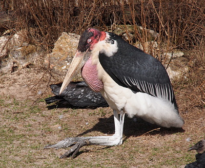 [This long-legged bird sits on the grass. Its legs fold in the reverse direction of a human's legs and its feet and knees are on the ground. Its head is tucked into its body with its bill resting on its full gullet and its eyelid, a much lighter color than the rest of its head, closed. ]